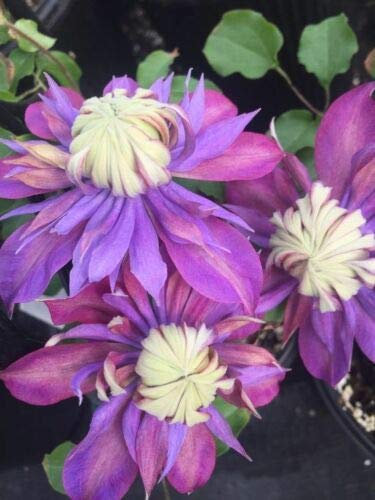 25 Doppel Blau Lila Clematis Samen Bloom Klettern Staudengarten-Blumen