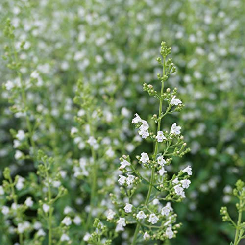 Blumixx Stauden Calamintha nepeta 'Triumphator' – Bergminze im 0,5L Topf – hellviolette Blüten, winterhart & bienenfreundlich – aromatisch duftend, ideal für Beet & Balkon