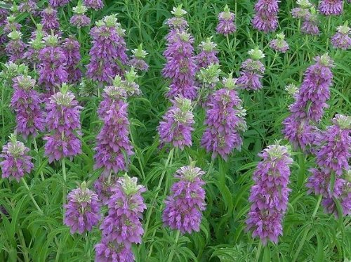 Zitronen-Monarde - Indianische Minze - Zitronengoldmelisse - 250 Samen