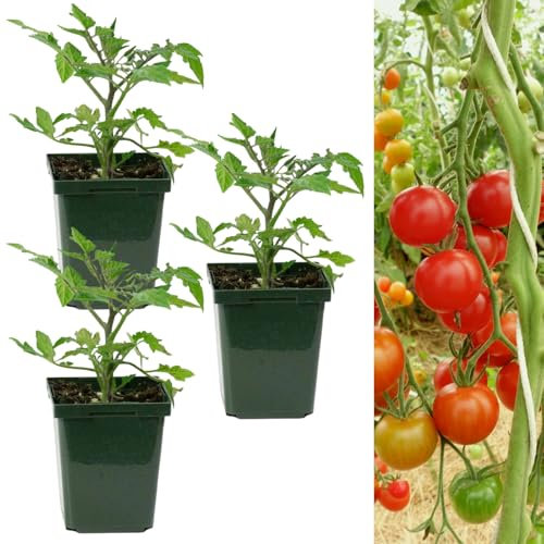 Carbeth Plants - Tomato Plant Sweet Aperitif 3 x 9cm Pots - Real Live Growing Tomato Plants Perfect for Beginners - Easy to Grow Variety for Home Planting