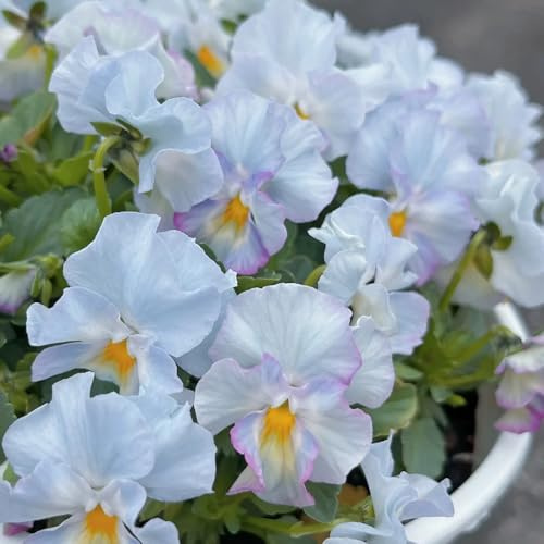 semillas de pensamiento resistentes silvestres de balcón comprar de pensamiento de primavera, silvestres Decoración 180pcs