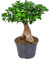 Bonsai-Baum | Ficus 'Ginseng' pro Stück - Zimmerpflanzen im Anzuchttopf cm20 cm - 40 cm