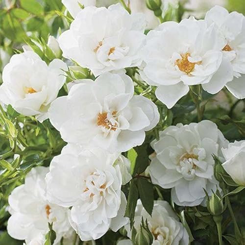Plant Theory Towne and Country Series Rose Bush Kent Poulcov Ground Cover Shrub 4L Pot