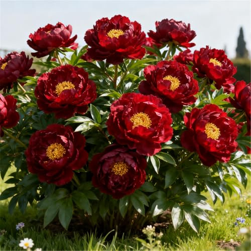 Gefüllte Pfingstrose/Winterhart und pflegeleicht/Ideal für Topf und Beet im Haus und im Garten-1 Rhizom-G
