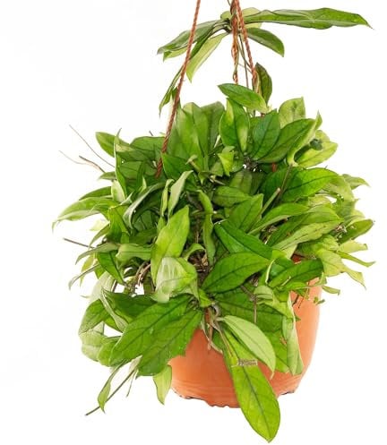 Bonplants Hoya, Pianta Vera dai Fiori di Cera, Rara in Vaso da 18 cm (CRASSIPETIOLATA)
