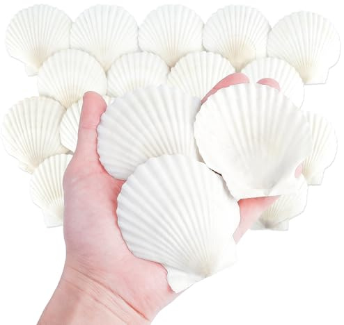Mkobon 20 PCS Natural Scallop Shells for Crafts, 3 Inch White Seashell Decor for Home, Sea Shells for Decorating, DIY, Painting, Baking, Beach Wedding Decorations