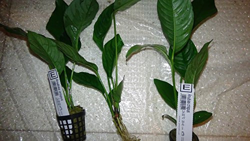 Anubias Crispus XXL - Piante d'acquario