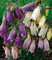 100 Samen CAMPANULA punctata Glockenblume [Ring of Bells] weiße und rosa Blüten