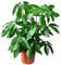 Schefflera actinophylla 'Amate'- Großblättrige Schefflera, Regenschirmbaum - Höhe ca. 100 cm - TopfØ 24 cm