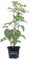 Pianta di Clerodendro Pianta di Clerodendrum diverse varietà pianta da esterno arbusto di Clerodendro arbusto da fiore pianta ornamentale pianta vera venduta da eGarden.store (Clerodendrum Bungei)