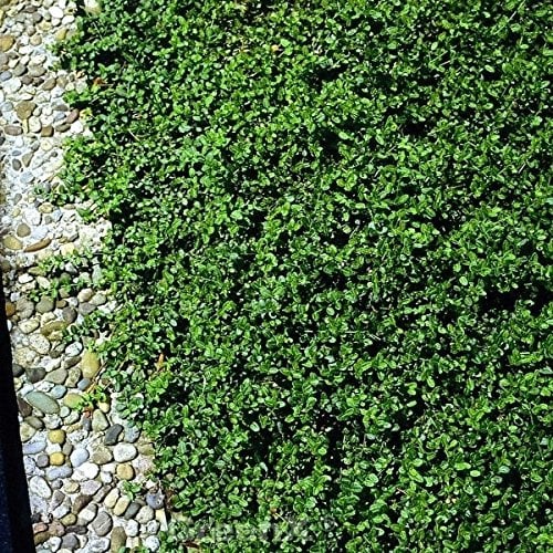 Kleinblättrige Kriechspindel Minimus 15-20cm - Euonymus fortunei - lebende Gartenpflanze aus den Baumschulen