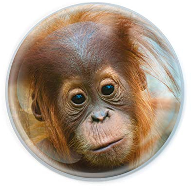Deluxebase Magnidome - Orang-Utan AFFE Kristallglas Kühlschrank Magnet für Kinder. Hervorragende gewölbte Magnete für Wohndekoration und Zubehör