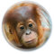 Deluxebase Magnidome - Orang-Utan AFFE Kristallglas Kühlschrank Magnet für Kinder. Hervorragende gewölbte Magnete für Wohndekoration und Zubehör