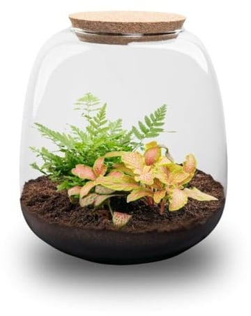 Exotenherz Flaschengarten Kleine Emma - DIY-Pflanzenterrarium - 20cm hoch - mit Fittonia Ruby Lime