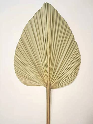 Feuilles de palmier séchées, éventail de feuilles de palmier naturelles, décoration murale, décoration de mariage (4)