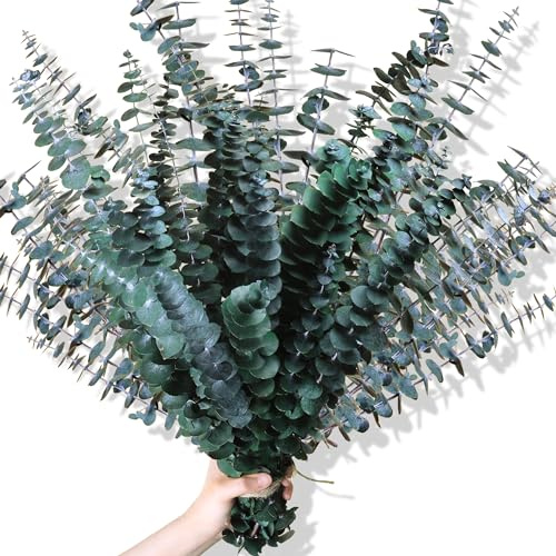 Oning 30PCS Dried Eucalyptus Stems Shower Bundle, Real Eucalyptus Plant