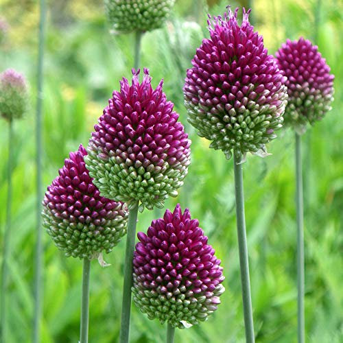 YouGarden Allium 'Drumsticks', Pack of 100 Bulbs, Ready for Autumn Planting and Spring to Summer Flowering, Purple Flowers for Pots and Garden Borders