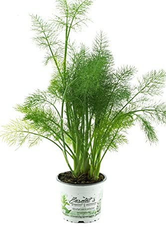 Gewürzfenchel, Fenchel Pflanze, frische Kräuter Pflanze aus nachhaltigem Anbau direkt aus der Gärtnerei Enseleit