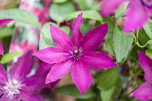 Clematis Hybride 'Ernest Markham' 60-100 cm - Waldrebe, purpurrote Blüten, Blütezeit Juni-September, ideal für Rankgerüste, pflegeleicht und winterhart