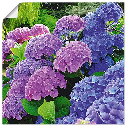 ARTland Wanddeko Poster & Kunstdrucke Wandposter 30x30 cm Hortensien Botanik Blumen Blüten Garten Natur Pflanze T4QJ