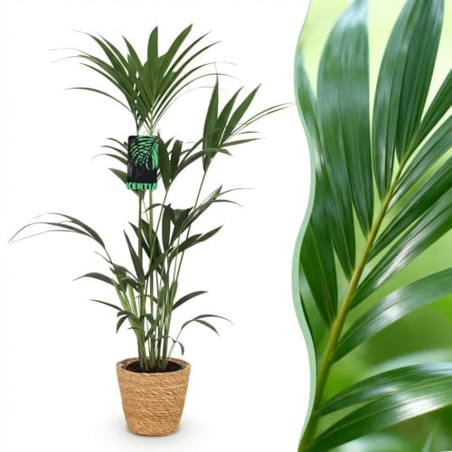 Howea Forsteriana - Kentia Palm - Pflegeleicht - Grün - mit Korb - 120-130cm - Ø21cm - Zimmerpflanze - - Pflanze mit Topf