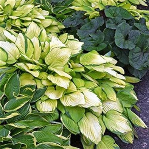 Hosta-Pflanze,Winterharte Funkienpflanze, mehrjährige Zierpflanze, Gartendekoration, Luftreiniger