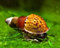 5 x Genoppte Turmdeckelschnecke - Melanoides granifera/Der lebende Bodengrundreiniger im Aquarium! + 1 x NH Schneckenfeed 10g