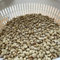 20 pcs Kaffeepflanze Samen, Kaffeesamen, gartenpflanzen winterhart mehrjährig, Coffea arabica Pflanze, baumsamen bäume garten winterhart bonsai samen, nachhaltige geschenke für frauen