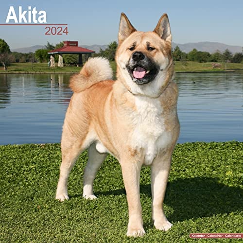 Akitas 2024 - 16-Monatskalender: Original Avonside-Kalender [Mehrsprachig] [Kalender] (Wall-Kalender)