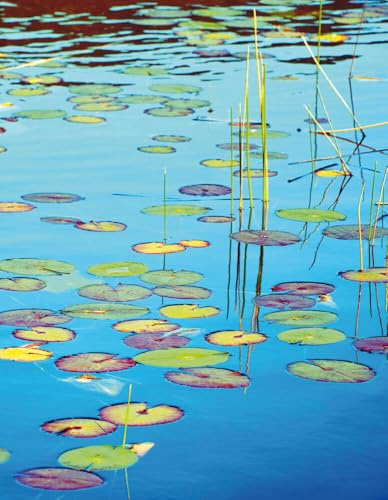 Lily Pads: Blankbook (Blankbook (RB906))