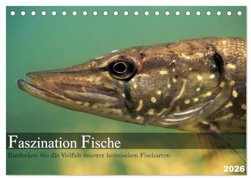 Faszination Fische (Tischkalender 2026 DIN A5 quer), CALVENDO Monatskalender: Erlebe die Vielfalt und Schönheit der europäischen Süßwasserfische mit ... und Seen präsentiert. (CALVENDO Tiere)