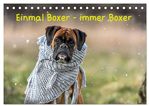 Einmal Boxer - immer Boxer (Tischkalender 2026 DIN A5 quer), CALVENDO Monatskalender: Boxer, die tollsten Hunde der Welt. (CALVENDO Tiere)