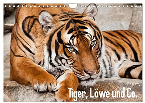 Tiger, Löwe und Co. (Wandkalender 2026 DIN A4 quer), CALVENDO Monatskalender: Großkatzen im Mittelpunkt. (CALVENDO Tiere)
