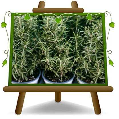 EURO PLANTS VIVAI Romarin Prostré en Pot 14 cm