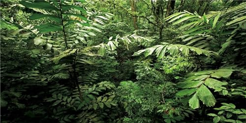 MIRRORANG 120x50cm Tropisches Terrarium Hintergrund Tropische Pflanzen Aquarium Hintergrund Regenwald Reptilien Lebensraum Hintergrund Langlebig Vinyl Hintergrund