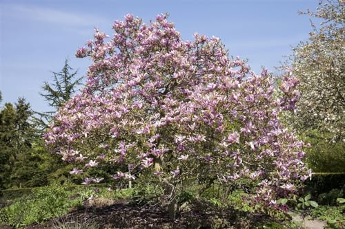 Magnolia 'Galaxy' 40-60 cm – Winterhart, Mehrjährig, Pflegeleicht – Magnolie – Solitärgehölz für Garten & Vorgarten
