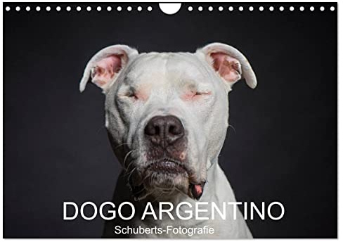 DOGO ARGENTINO (Wandkalender 2026 DIN A4 quer), CALVENDO Monatskalender: Eine Hunderasse zum verlieben (CALVENDO Tiere)