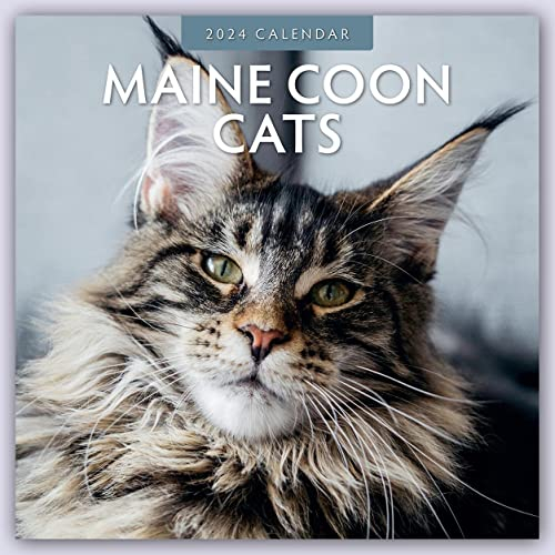 Maine Coon Cats – Maine Coon Katzen 2024 – 16-Monatskalender: Original Red Robin Publishing Ltd-Kalender [Mehrsprachig] [Kalender] (Wall-Kalender)