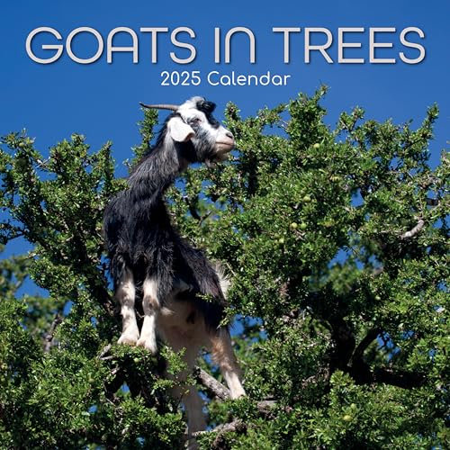 2025 Square Wall Calendar, Goats In Trees, 16-Month Animals Theme with 180 Reminder Stickers (30 x 30 CM)
