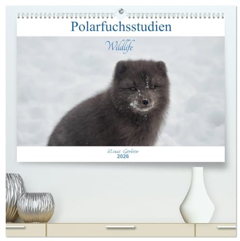 Polarfuchsstudien Wildlife (hochwertiger Premium Wandkalender 2026 DIN A2 quer), Kunstdruck in Hochglanz: Faszinierende Wildlife-Aufnahmen des ... des Winters auf Island. (CALVENDO Tiere)