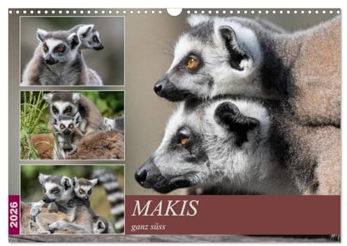 Makis ganz süss (Wandkalender 2026 DIN A3 quer), CALVENDO Monatskalender: Portraits der endemischen Lemuren von Madagaskar, den Kattas oder Makis (CALVENDO Tiere)
