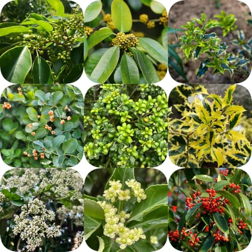 500 Pcs Stechpalme Pflanzen Samen - Winterfeste Pflanzen Für Balkon, Pflanzen Züchten Stechpalme Samen, Gartenpflanzen Winterhart, Bonzai Bäume Nachhaltige Geschenke, Bäume Pflanzen