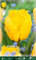 Flora Elite 816093 Tulpe Crystal Star (Tulpenzwiebeln)
