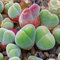 Gibbaeum pubescens - Sunnyplants, Seltene Lithops, Lithops Pflanzen, lebende Steinpflanzen, Lebende Steine, Lithops, Gibbaeum Pflanzen, Gibbaeum, Lithop, Sukkulenten