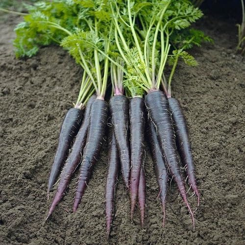 100 semi di carota nera