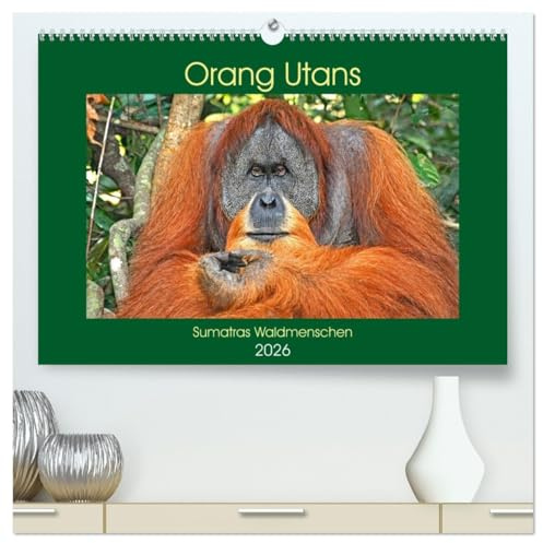 Orang Utans Sumatras Waldmenschen (hochwertiger Premium Wandkalender 2026 DIN A2 quer), Kunstdruck in Hochglanz: Bezaubernde Momentaufnahmen der faszinierenden Menschenaffen (CALVENDO Tiere)