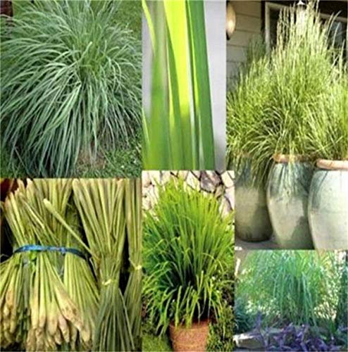 Portal Cool Fd3687 Lemongrass Herb Lemon Grass Heirloom Seeds Erbe fresche da giardino 10Pc?