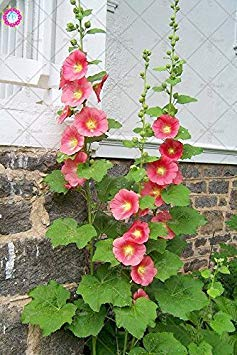 4: 100Pcs Malve Seeds (Alcea rosea 'Nigra') Mischfarben-Blumensamen Staude für Garten-Ausgangs Beautifying Dekoration 4