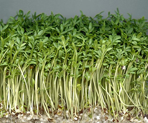 Italsementi Crescione Comune (Lepidium Sativum)