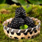 300 pcs brombeeren samen balkon hochbeet topfpflanzen draußen winterhart, bonsai topf kleines geschenk für frauen, pflanzen winterhart draußen, säulenobstbäume gartenpflanzen säulenobst